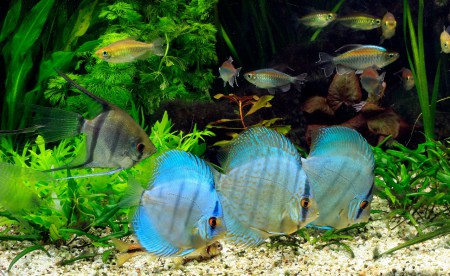 copyright R. Callewaert